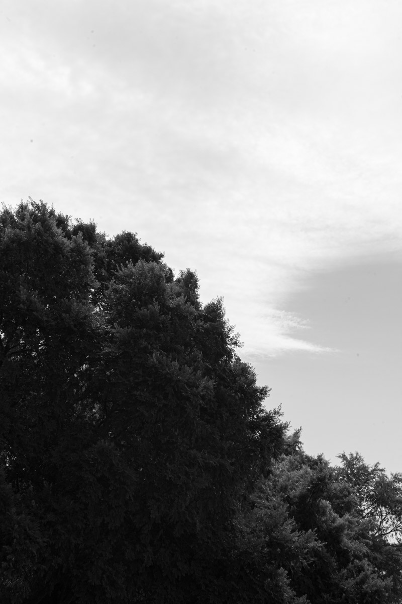 Black & White photo of a tree